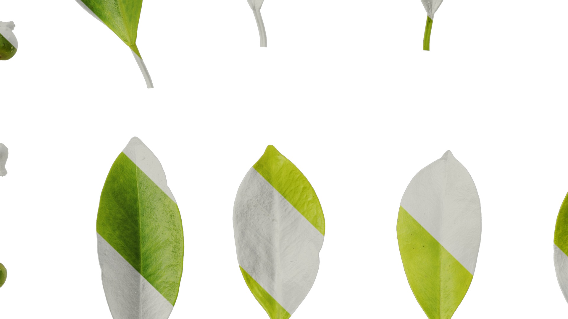 Anydrafts Ficus concinna Atlas 13 Texture_3