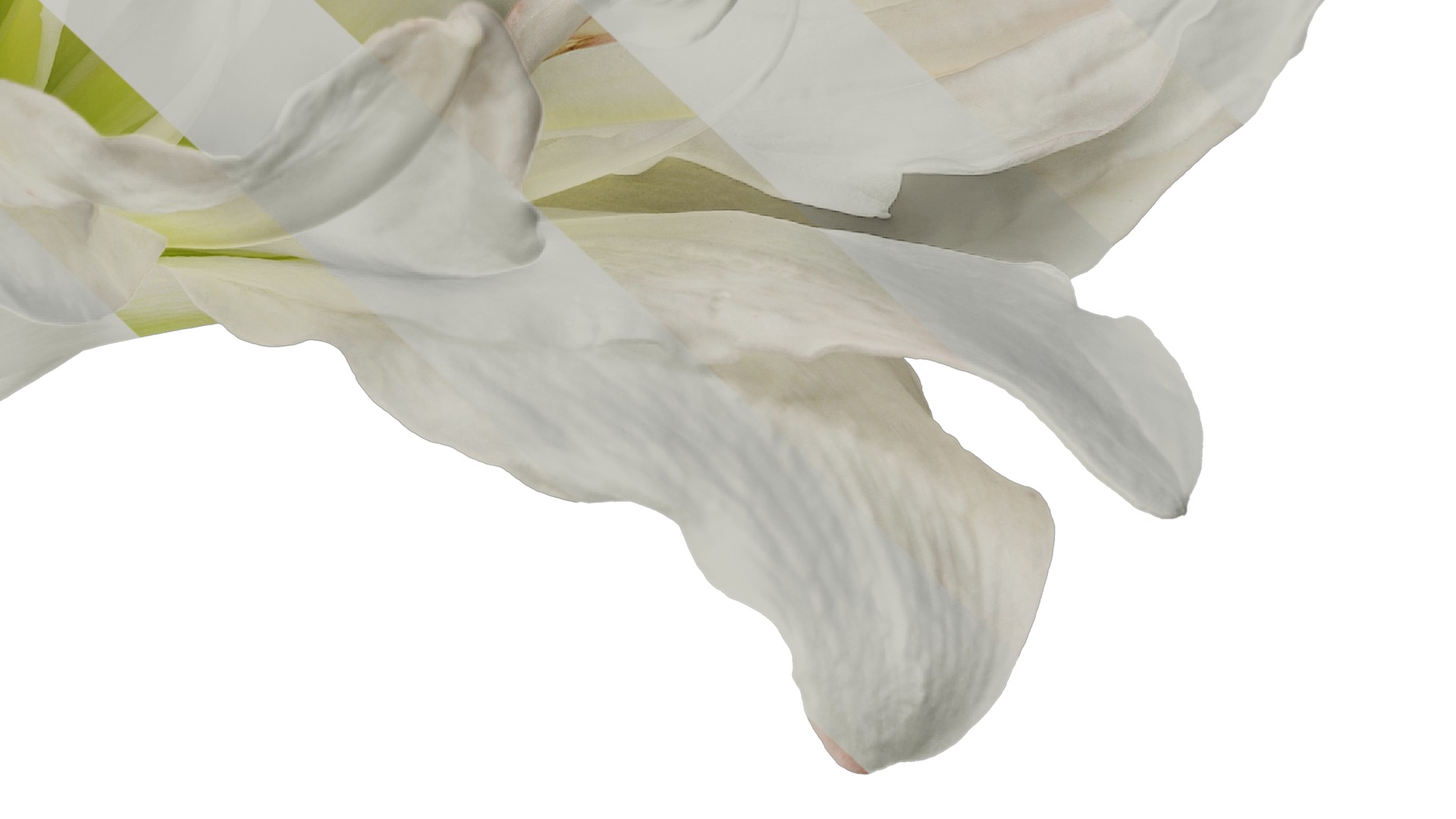 Anydrafts Hippeastrum striatum Flower 10 Texture_6