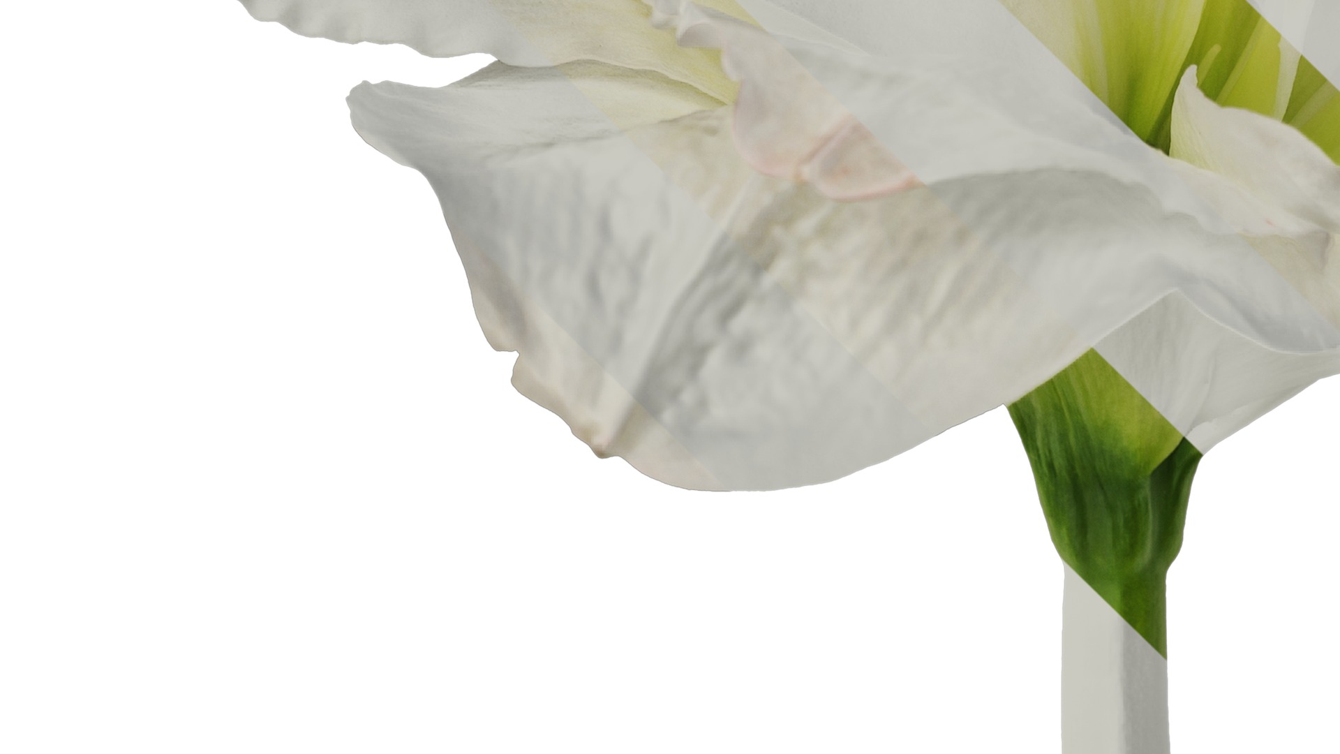 Anydrafts Hippeastrum striatum Flower 10 Texture_5