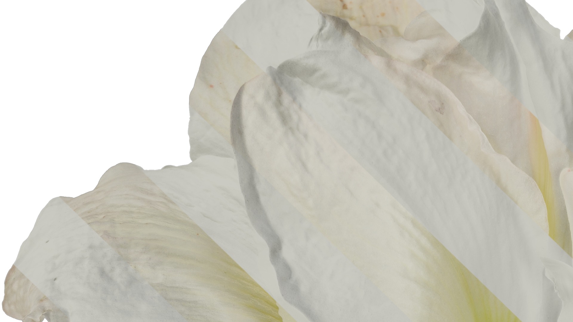 Anydrafts Hippeastrum striatum Flower 10 Texture_3