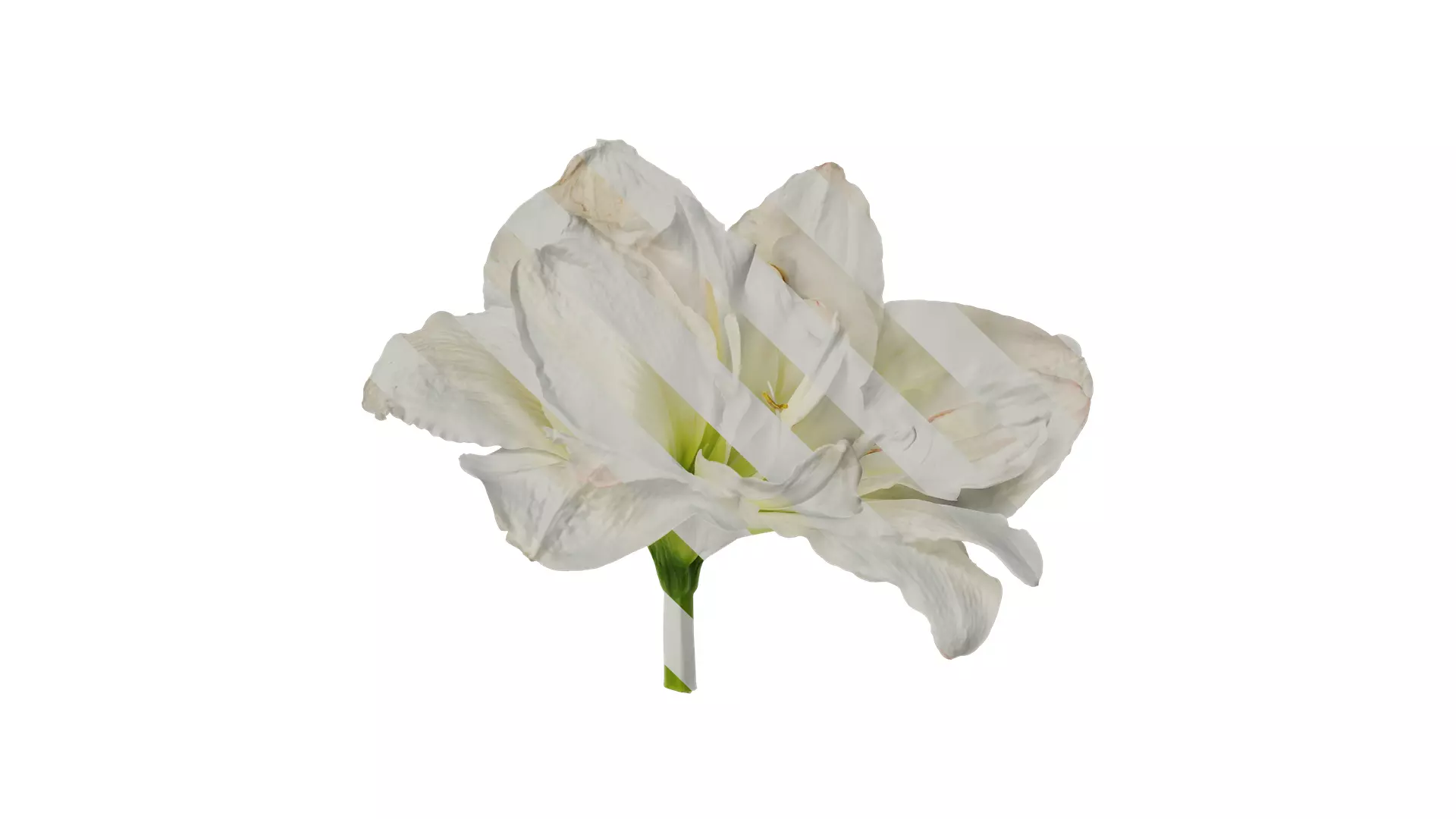 Anydrafts Hippeastrum striatum Flower 10 Texture_0