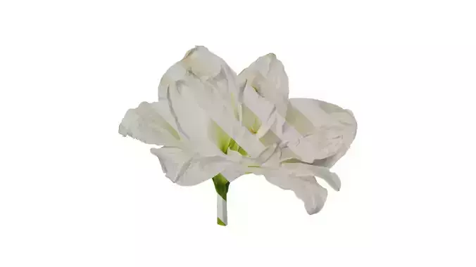Anydrafts Hippeastrum striatum Flower 10 Texture