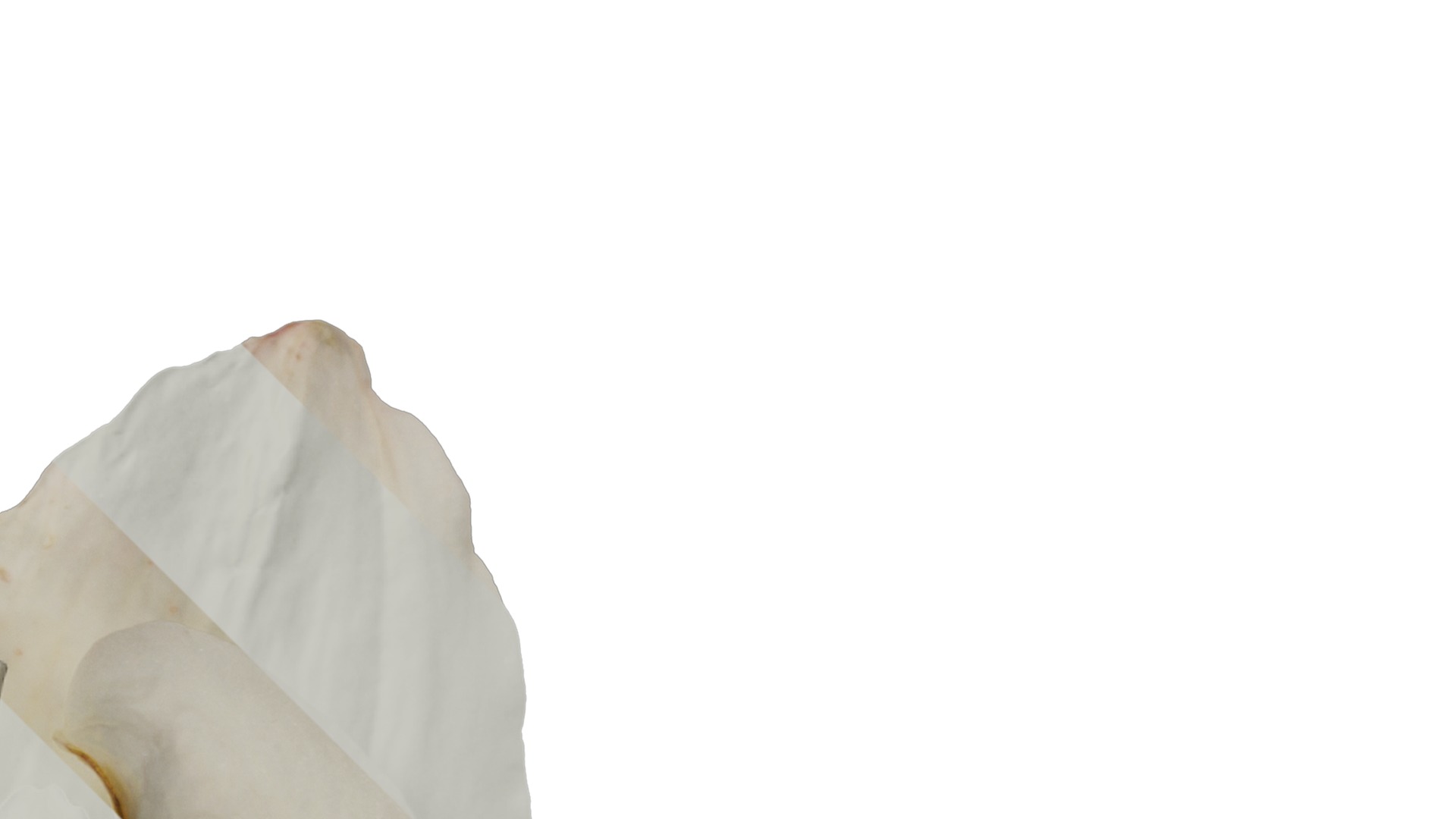 Anydrafts Hippeastrum striatum Flower 10 Texture_2