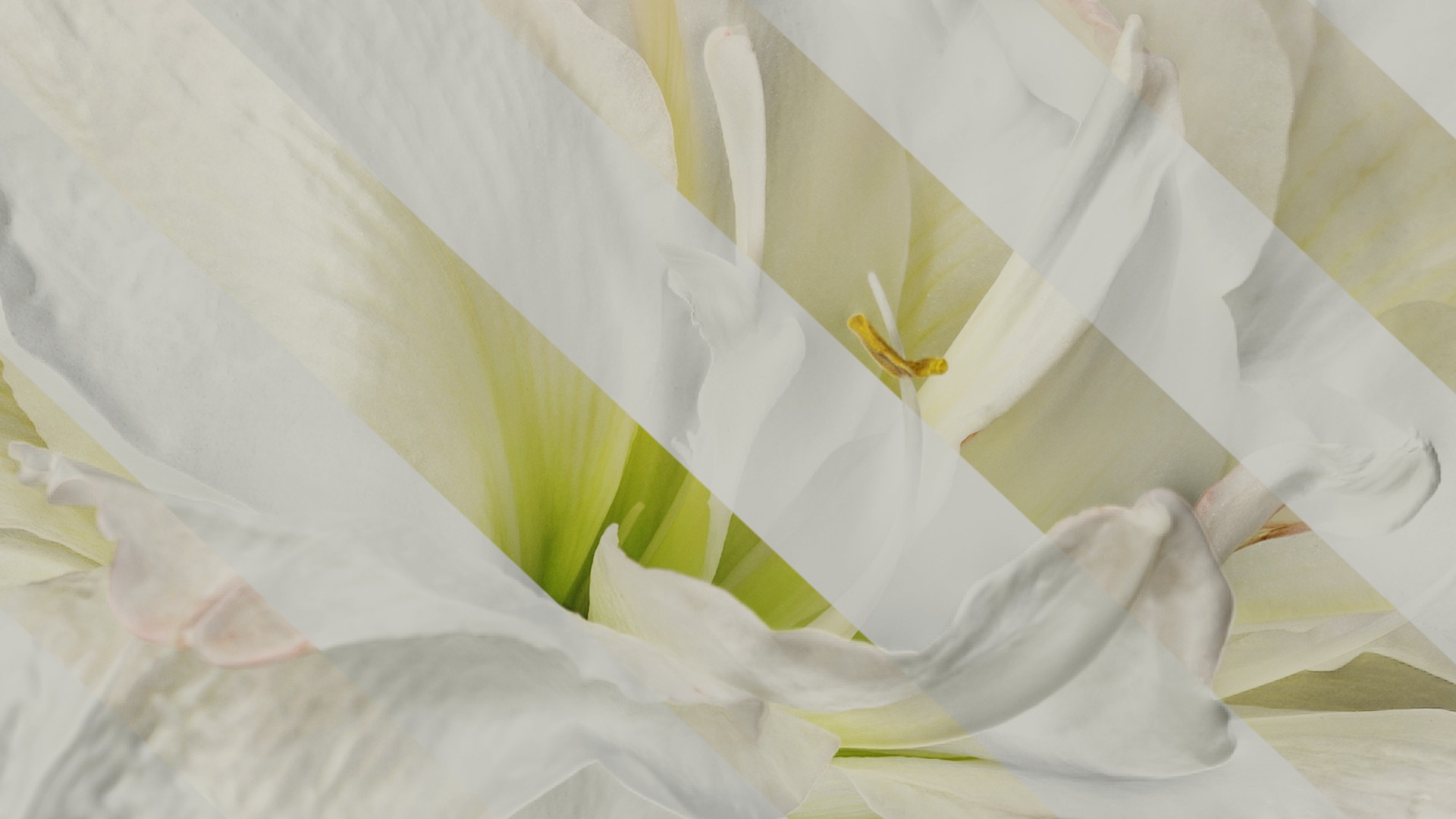 Anydrafts Hippeastrum striatum Flower 10 Texture_7