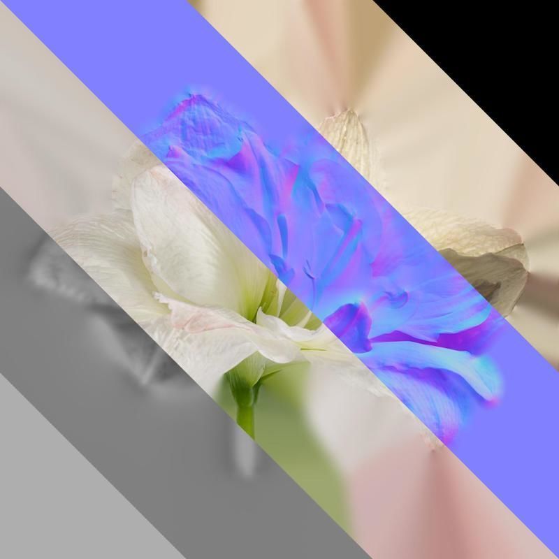 Anydrafts Hippeastrum striatum Flower 10 Texture_8