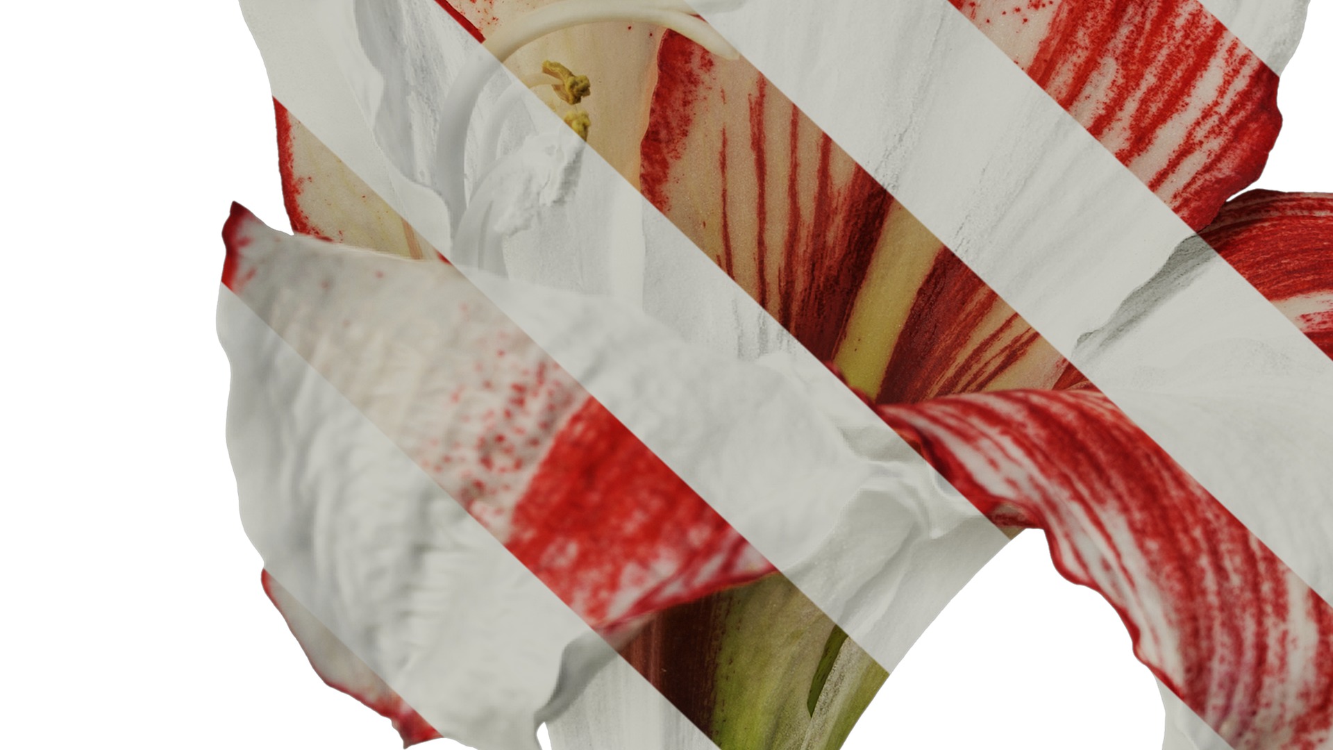 Anydrafts Hippeastrum striatum Flower 11 Texture_7