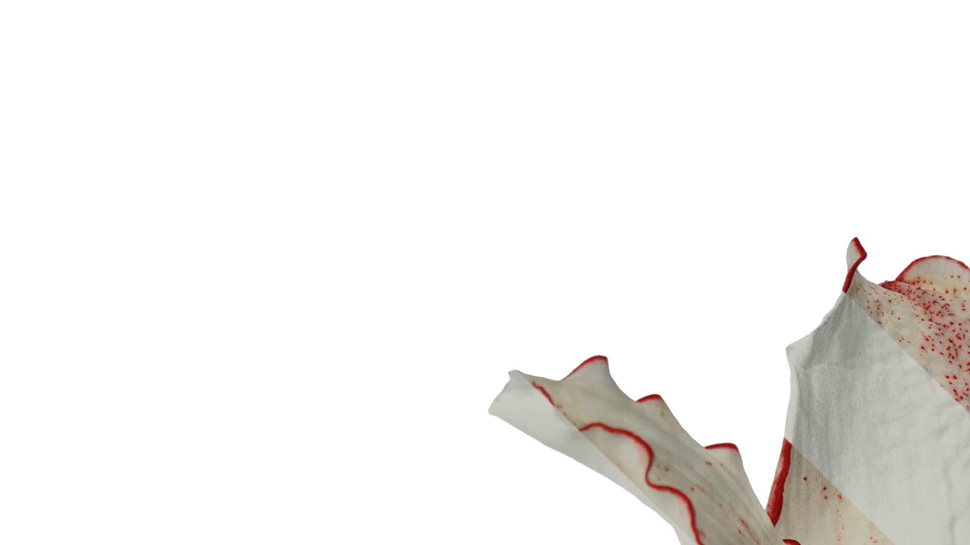 Anydrafts Hippeastrum striatum Flower 11 Texture_1