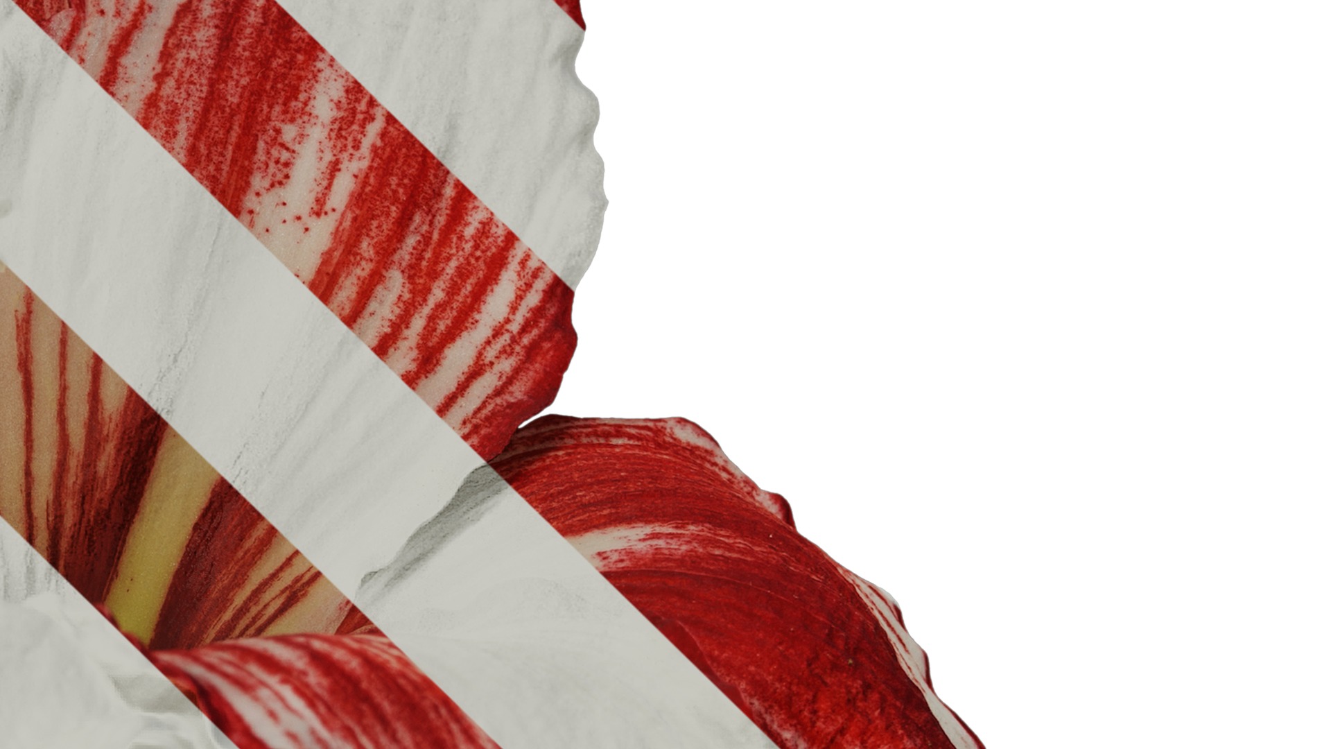 Anydrafts Hippeastrum striatum Flower 11 Texture_4