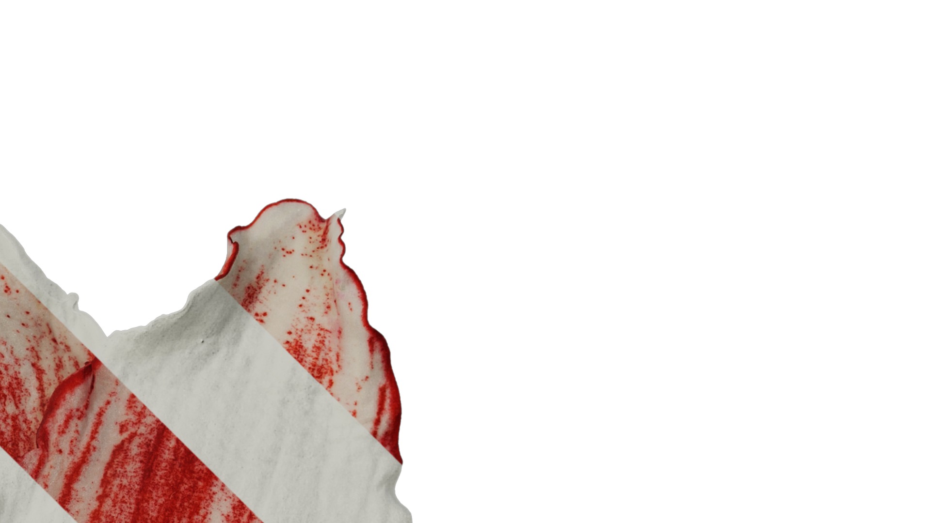 Anydrafts Hippeastrum striatum Flower 11 Texture_2