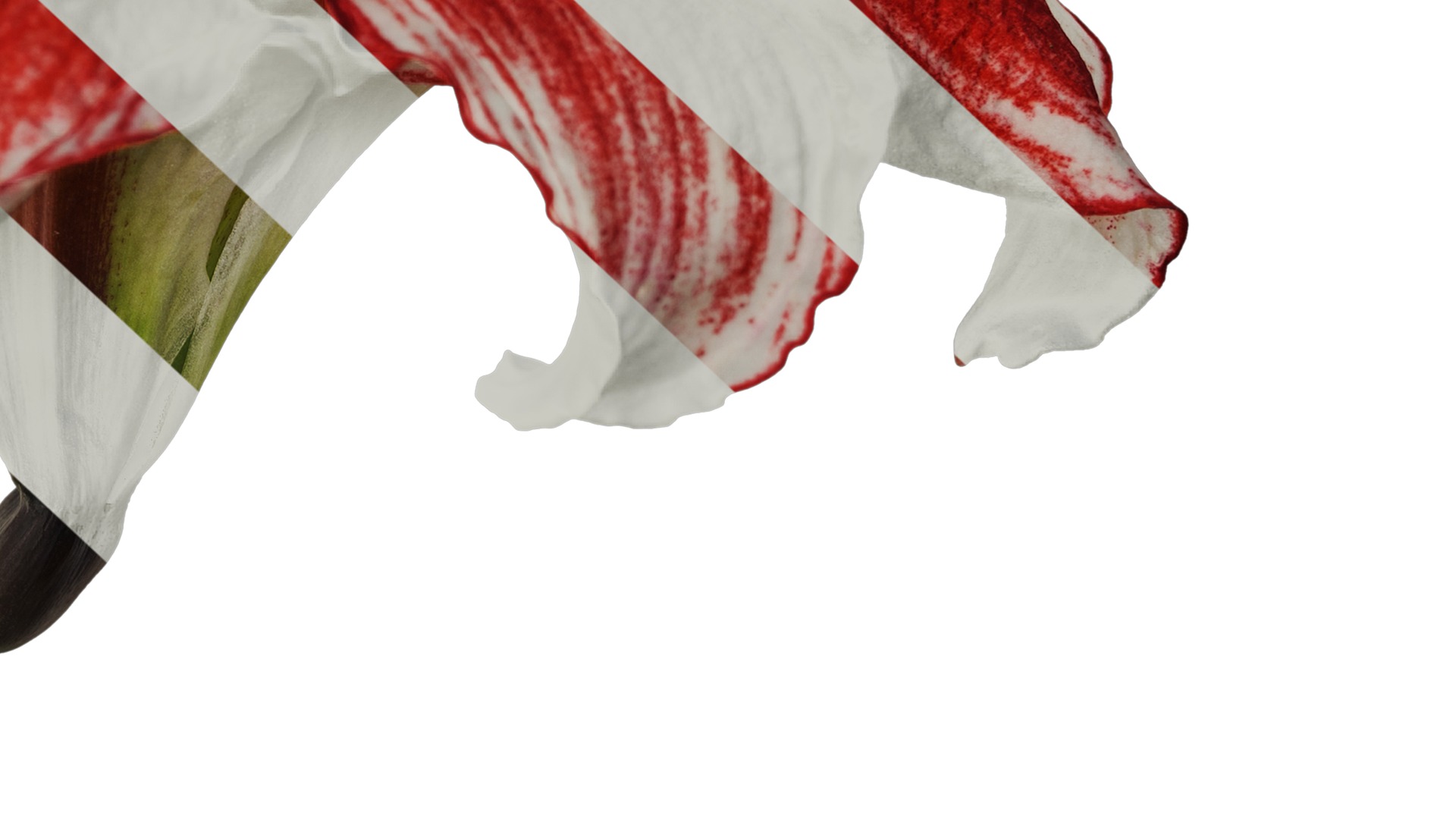 Anydrafts Hippeastrum striatum Flower 11 Texture_6