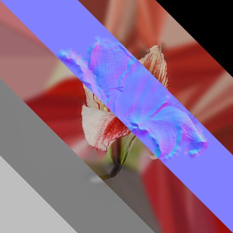 Anydrafts Hippeastrum striatum Flower 11 Texture_8