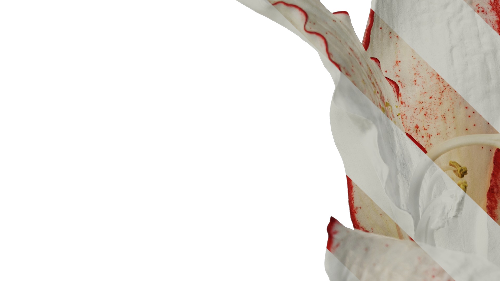 Anydrafts Hippeastrum striatum Flower 11 Texture_3