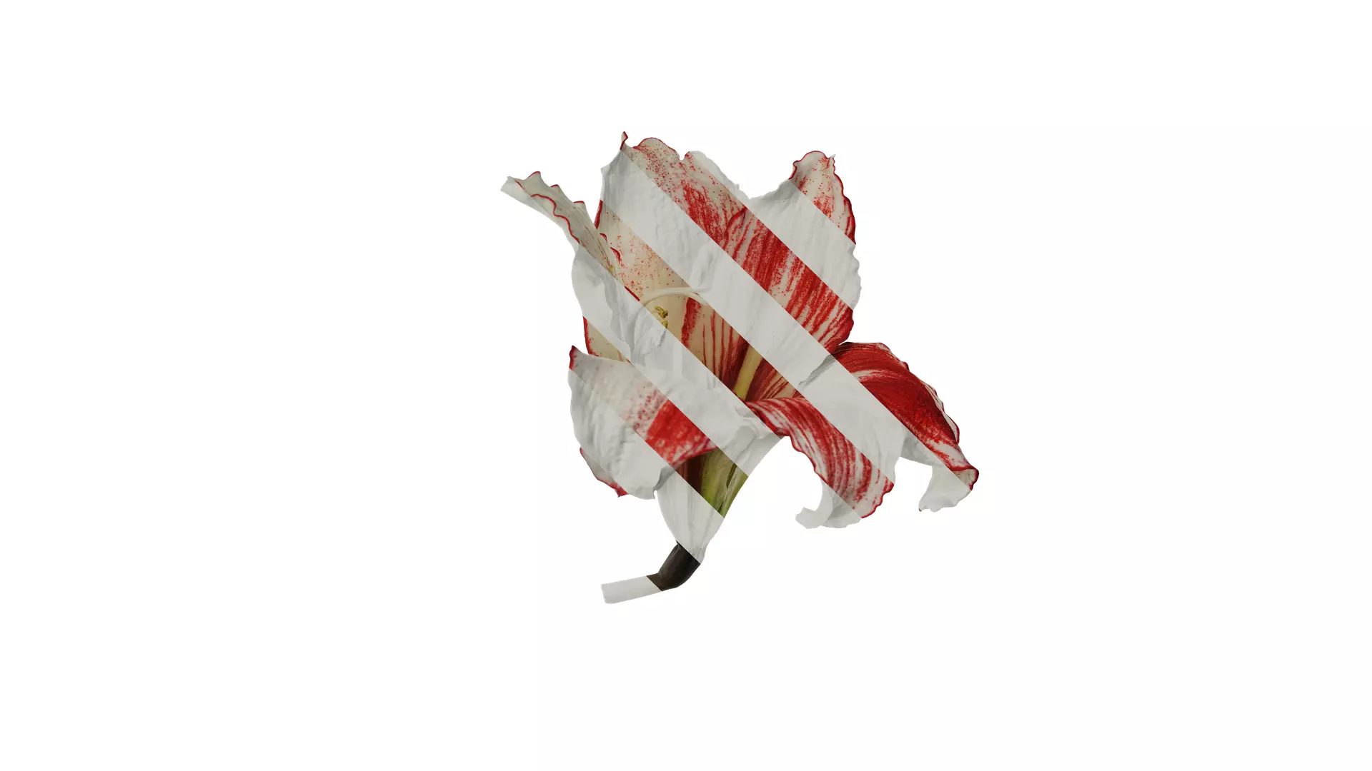 Anydrafts Hippeastrum striatum Flower 11 Texture_0