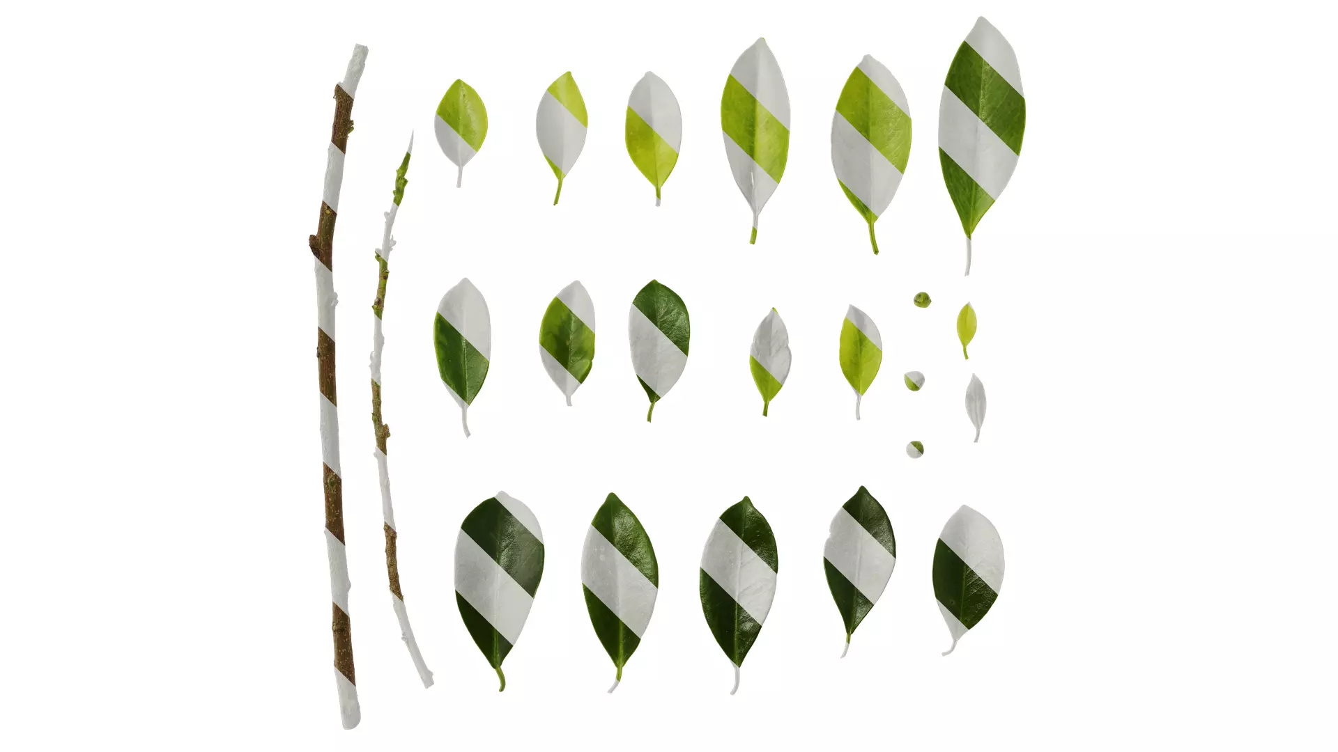 Anydrafts Ficus concinna Atlas 14 Texture