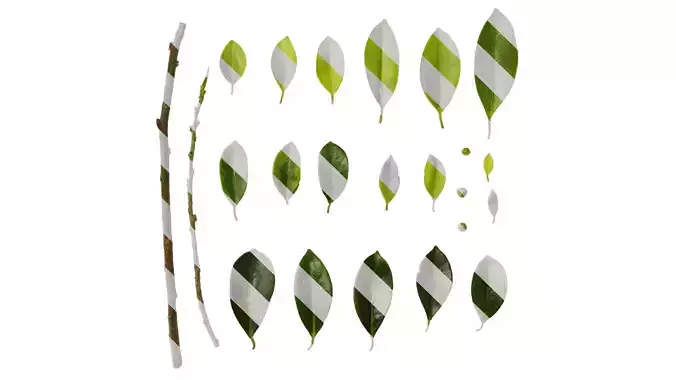 Anydrafts Ficus concinna Atlas 14