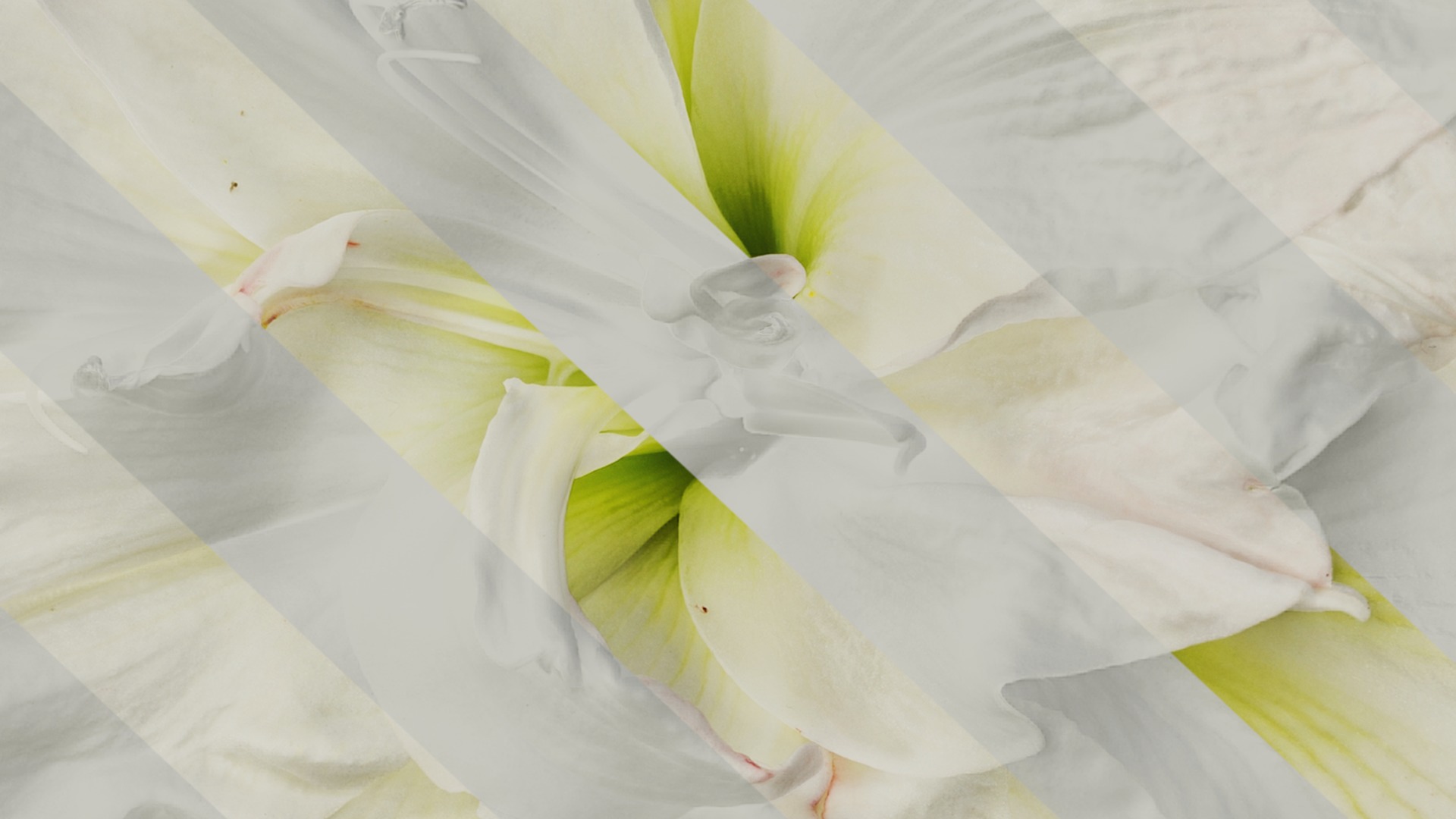 Anydrafts Hippeastrum striatum Flower 13 Texture_7