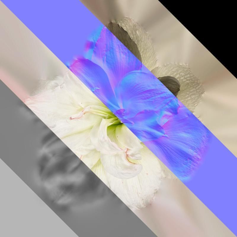 Anydrafts Hippeastrum striatum Flower 13 Texture_8