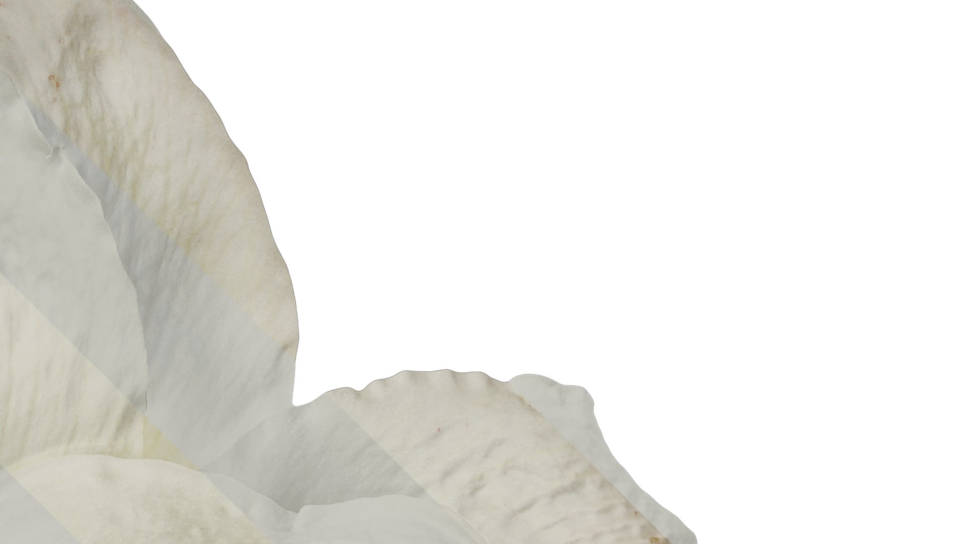 Anydrafts Hippeastrum striatum Flower 13 Texture_2