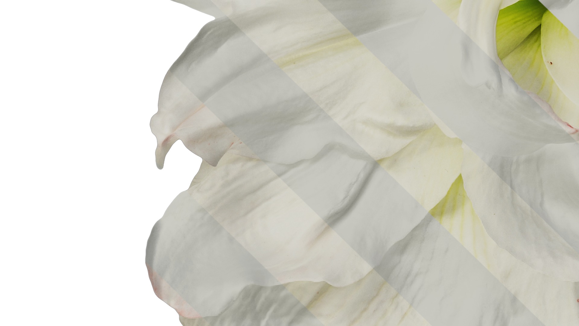 Anydrafts Hippeastrum striatum Flower 13 Texture_5