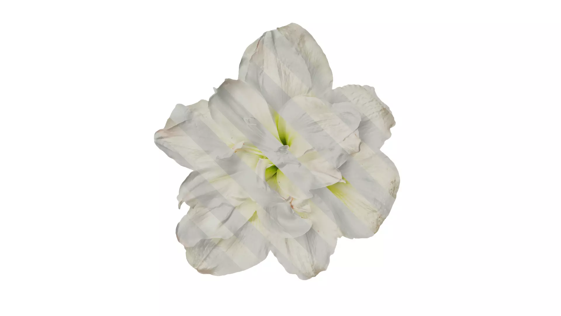 Anydrafts Hippeastrum striatum Flower 13 Texture_0