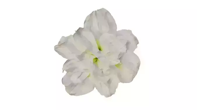 Anydrafts Hippeastrum striatum Flower 13 Texture