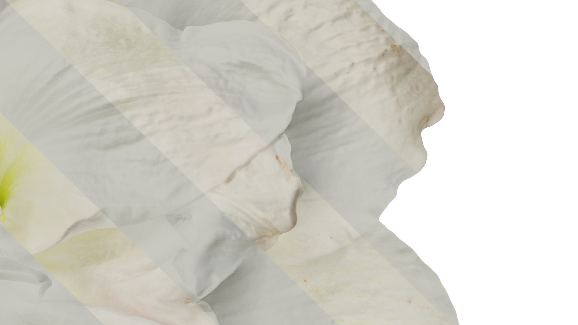 Anydrafts Hippeastrum striatum Flower 13 Texture_4