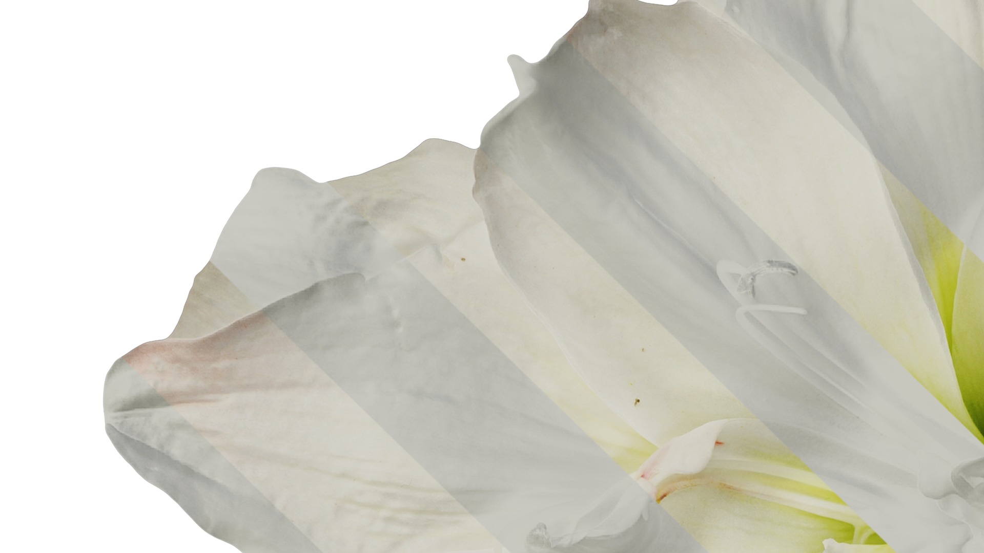 Anydrafts Hippeastrum striatum Flower 13 Texture_3