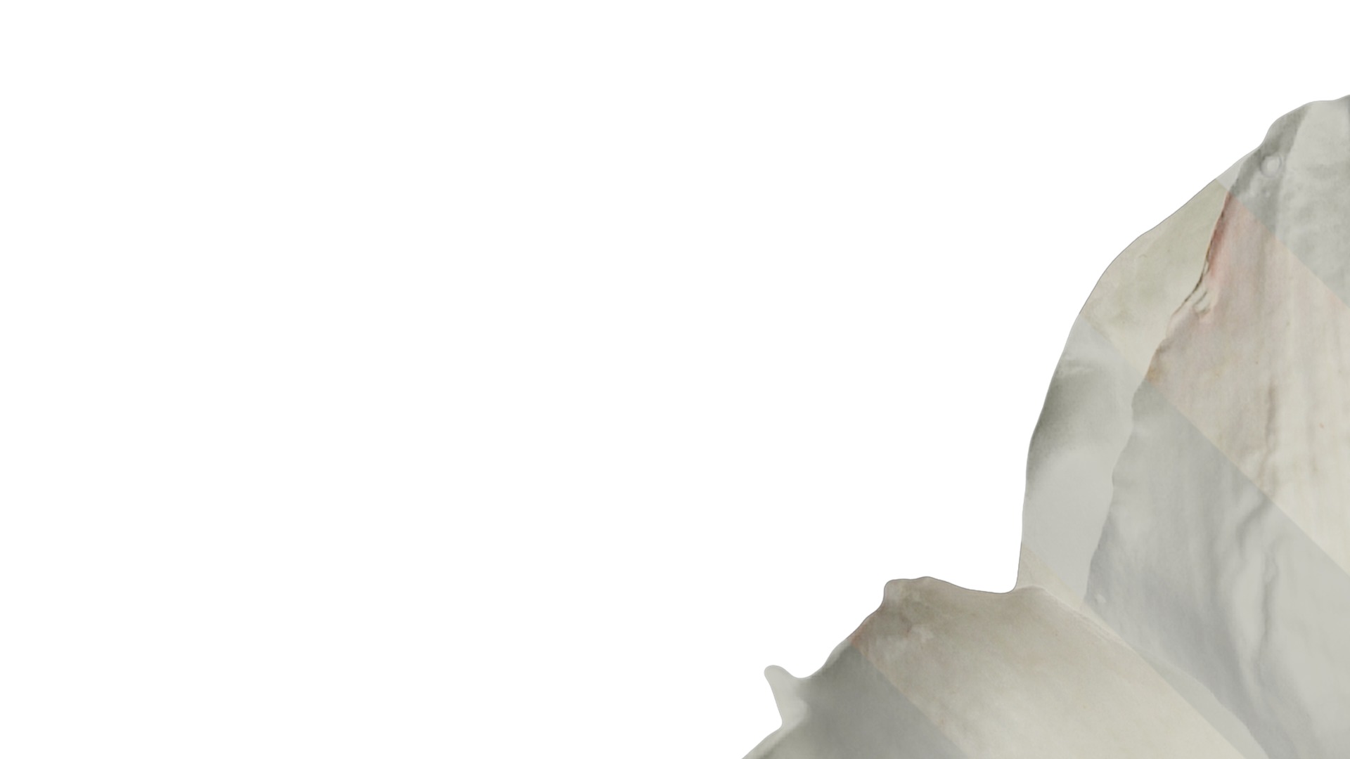 Anydrafts Hippeastrum striatum Flower 13 Texture_1