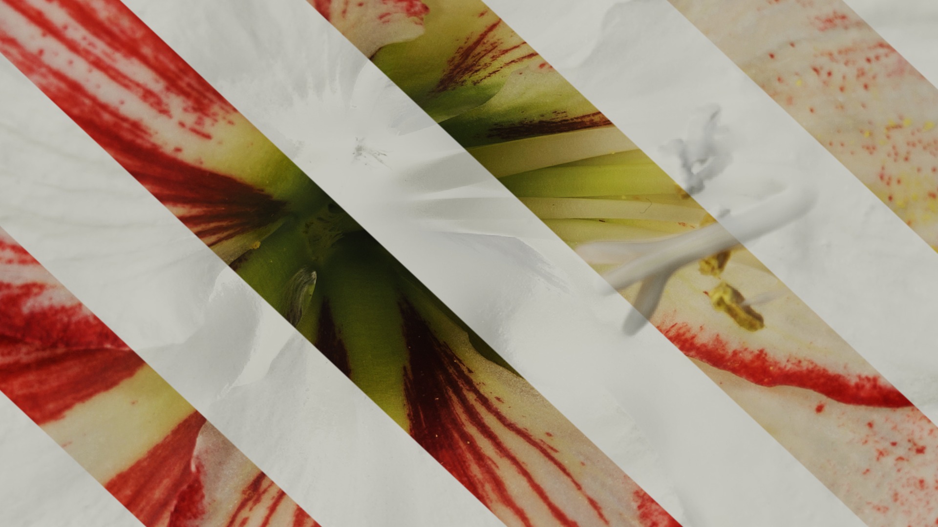 Anydrafts Hippeastrum striatum Flower 15 Texture_7