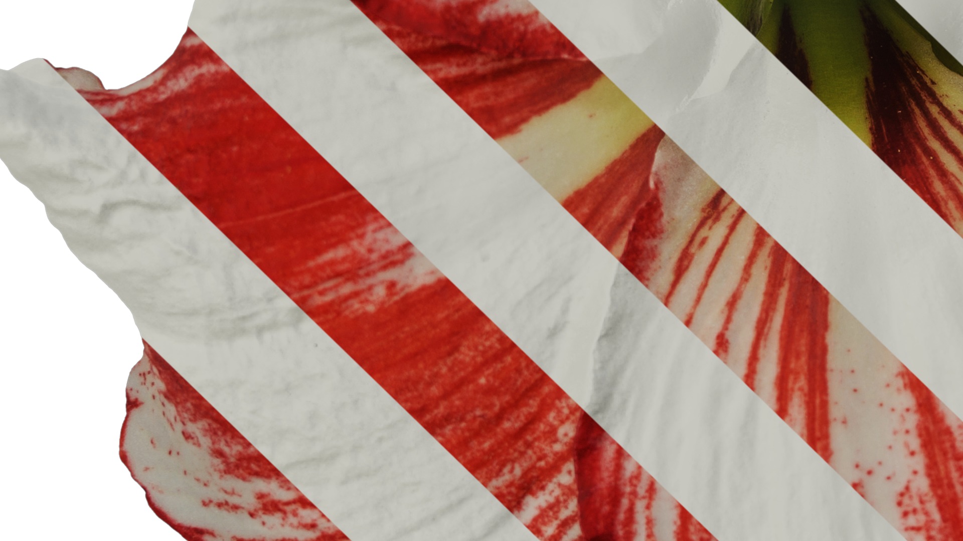 Anydrafts Hippeastrum striatum Flower 15 Texture_5