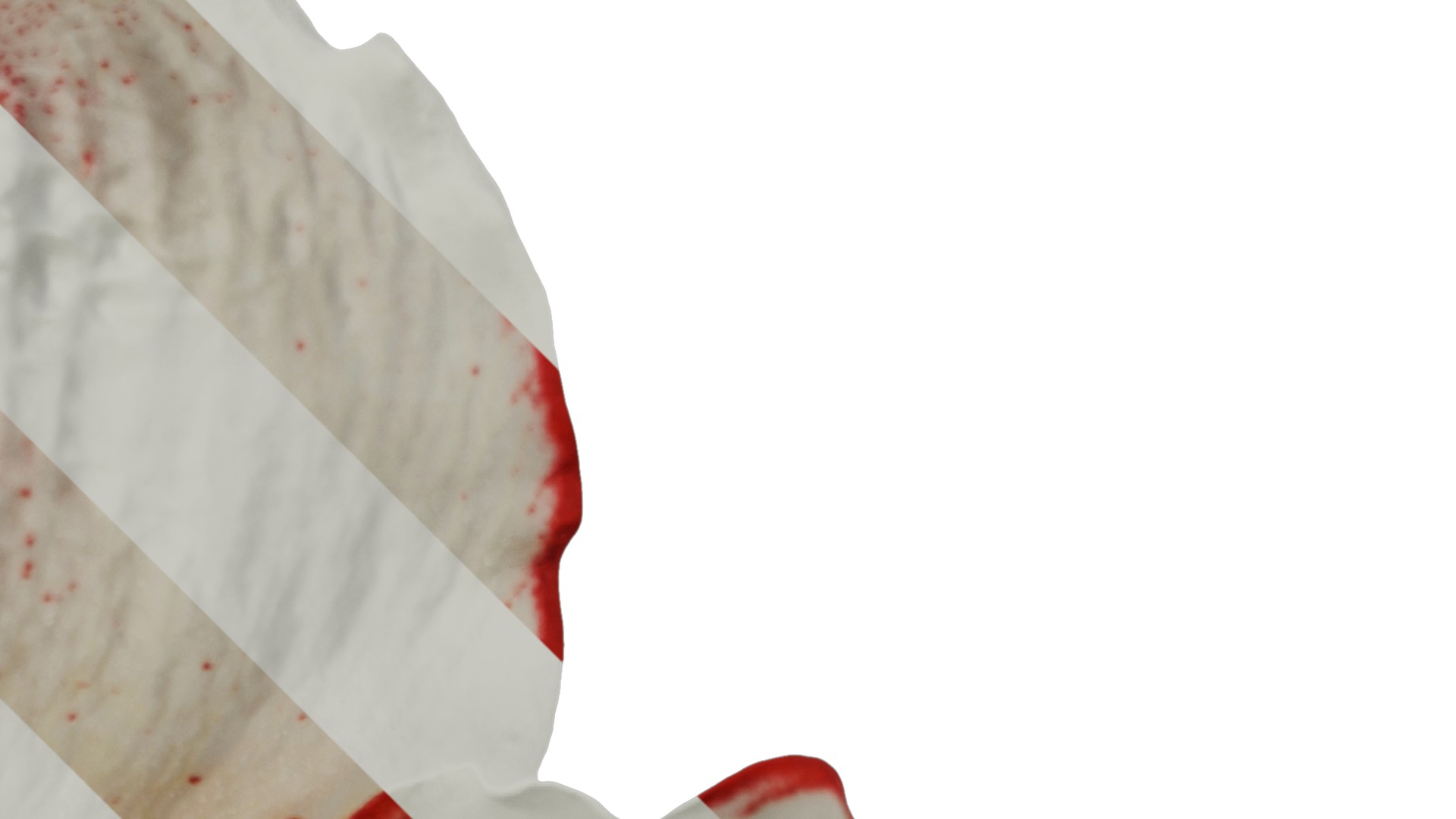 Anydrafts Hippeastrum striatum Flower 15 Texture_2