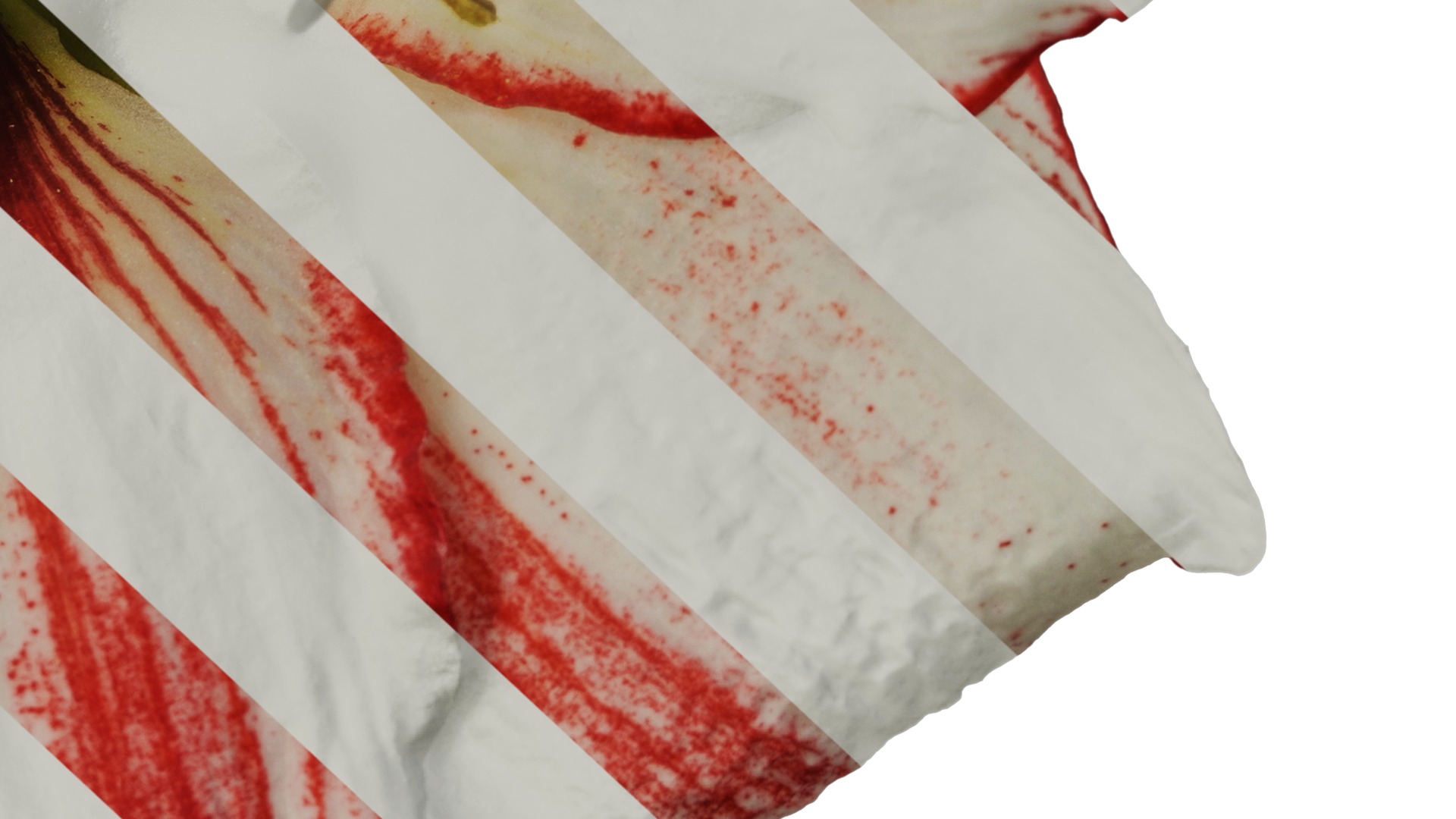 Anydrafts Hippeastrum striatum Flower 15 Texture_6