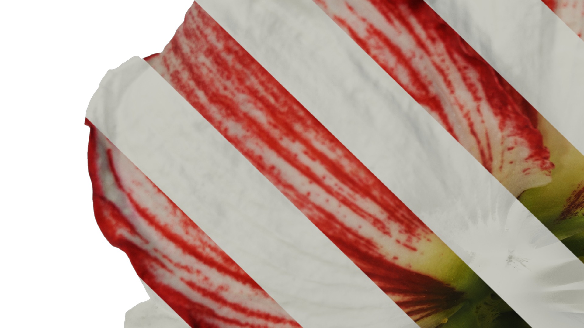Anydrafts Hippeastrum striatum Flower 15 Texture_3