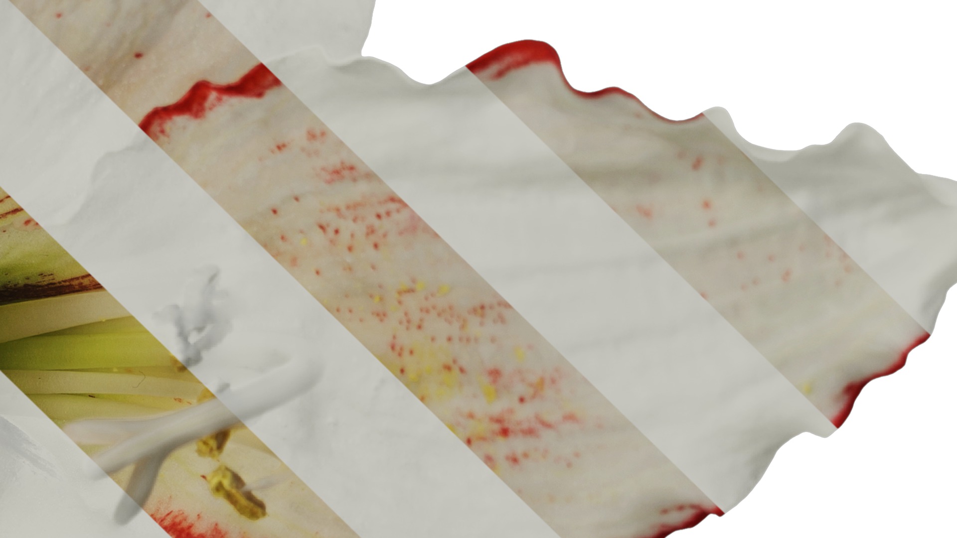 Anydrafts Hippeastrum striatum Flower 15 Texture_4