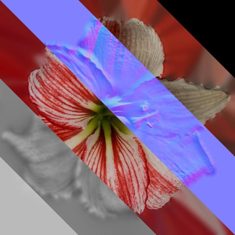 Anydrafts Hippeastrum striatum Flower 15 Texture_8