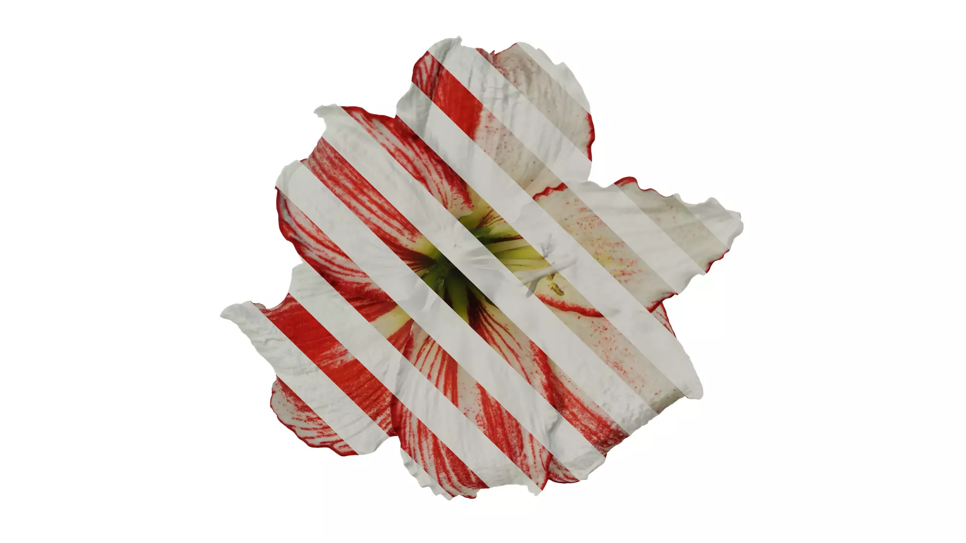 Anydrafts Hippeastrum striatum Flower 15 Texture_0