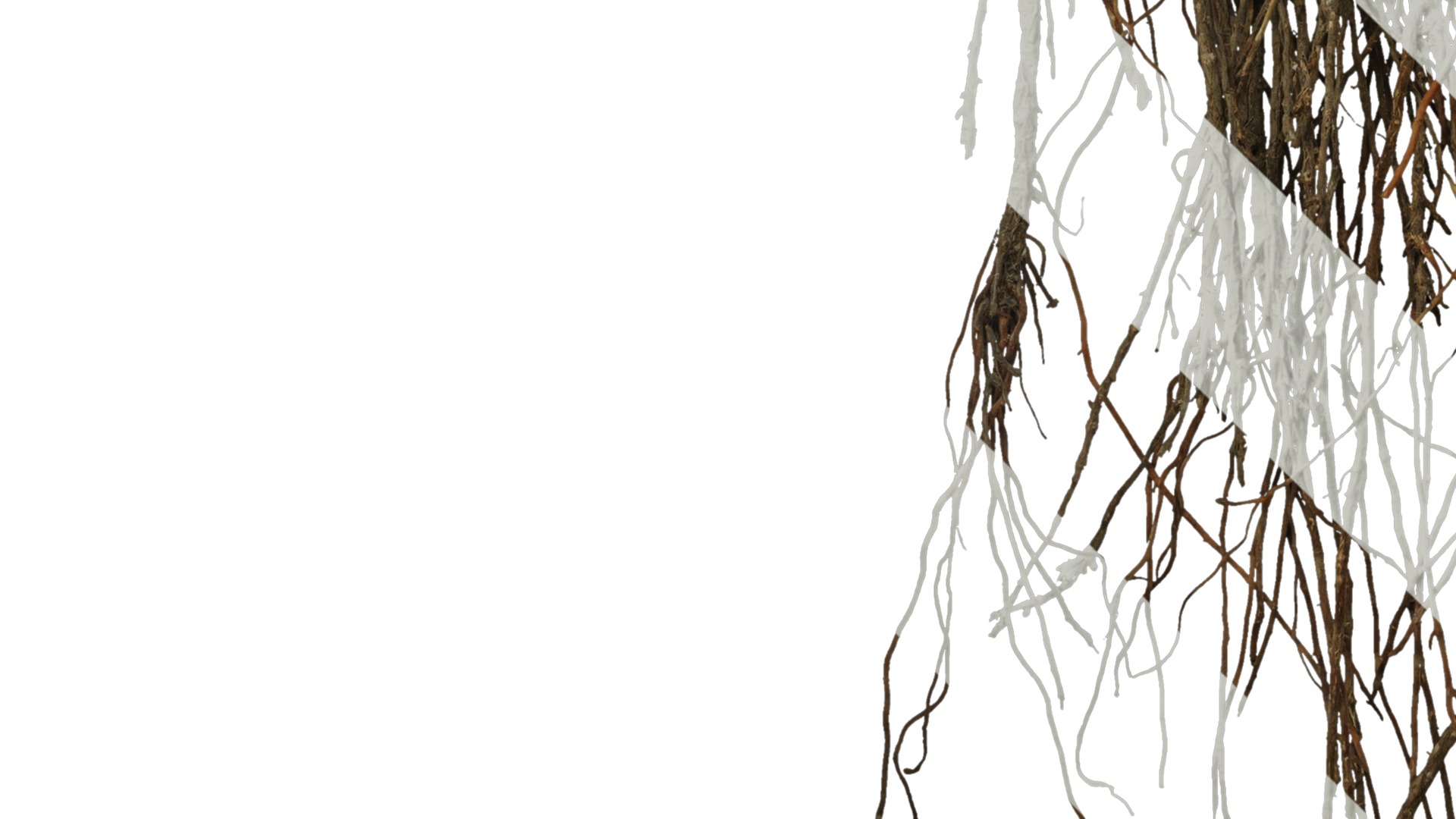 Anydrafts Ficus concinna Root 02 Texture_5