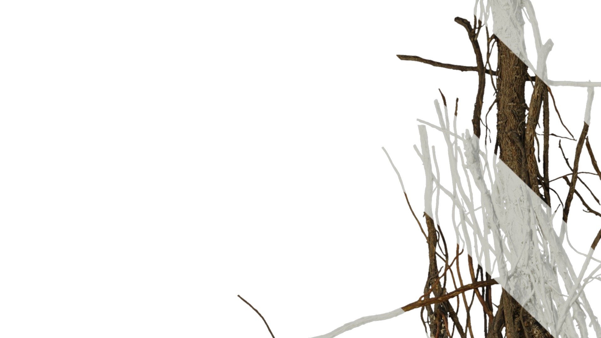 Anydrafts Ficus concinna Root 02 Texture_1