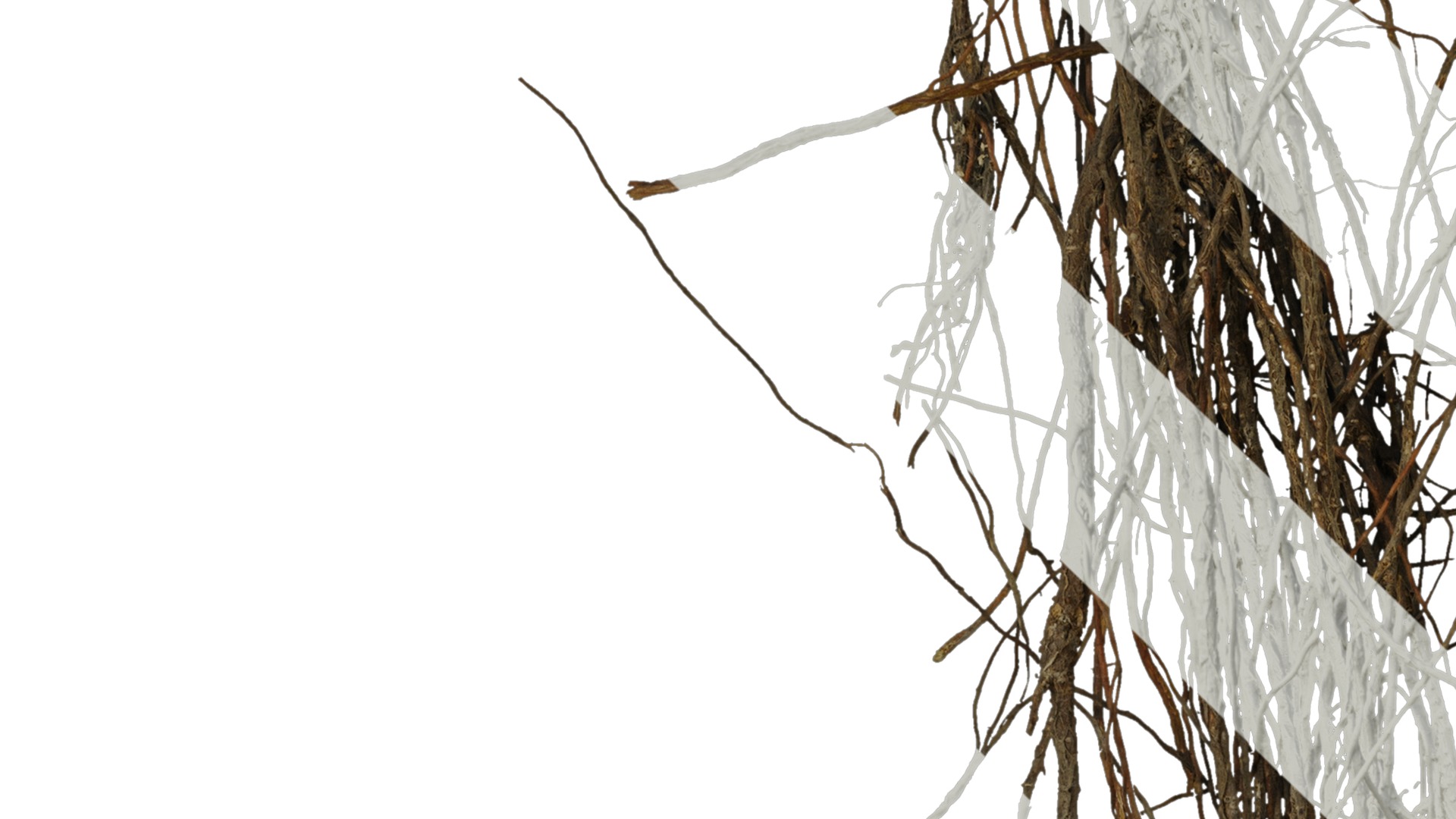 Anydrafts Ficus concinna Root 02 Texture_3