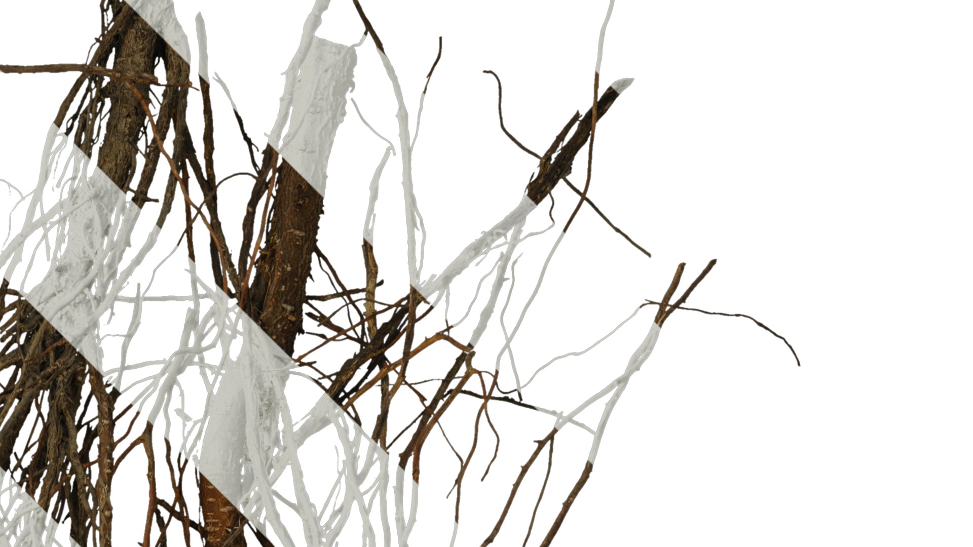 Anydrafts Ficus concinna Root 02 Texture_2