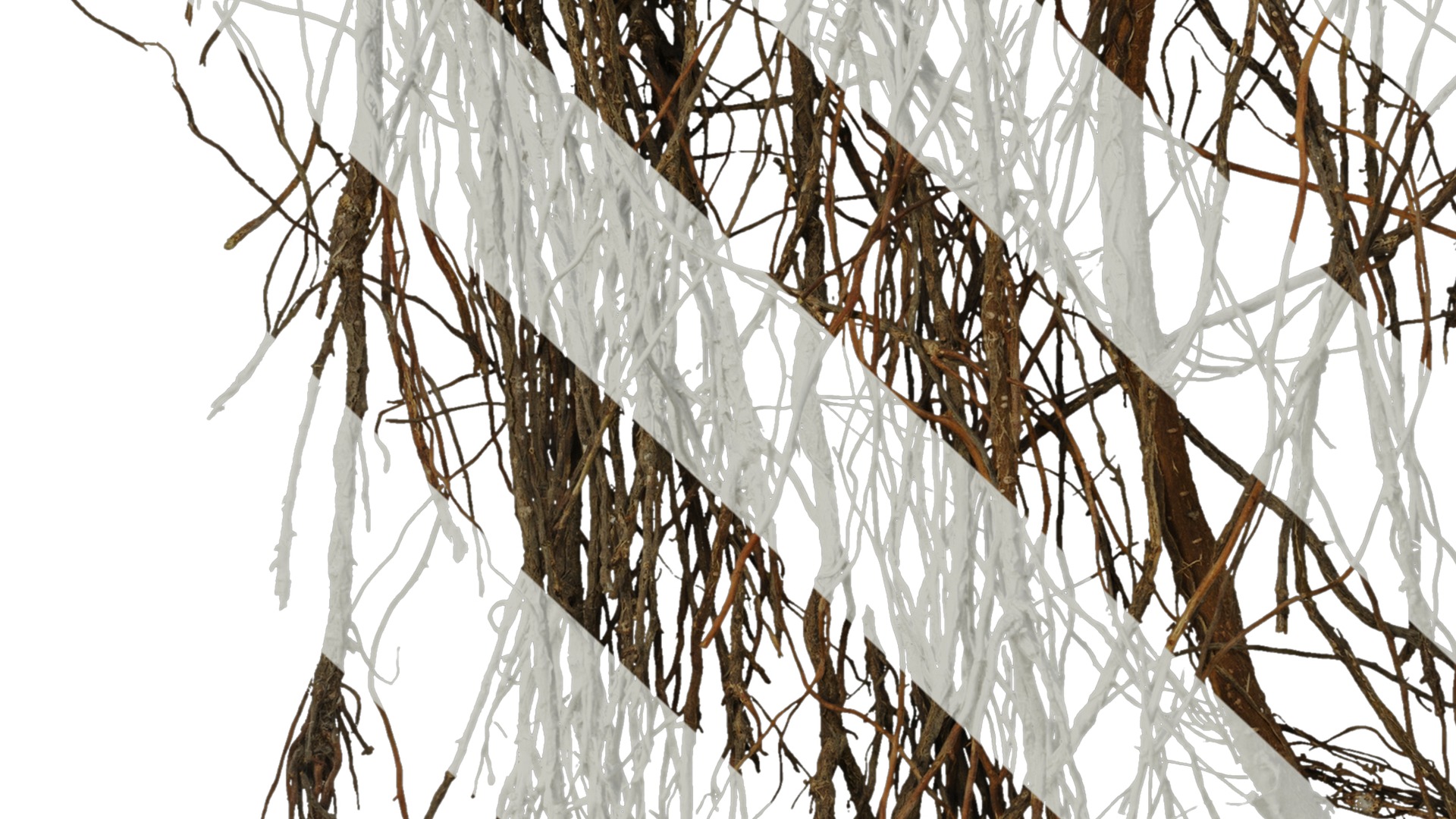 Anydrafts Ficus concinna Root 02 Texture_7