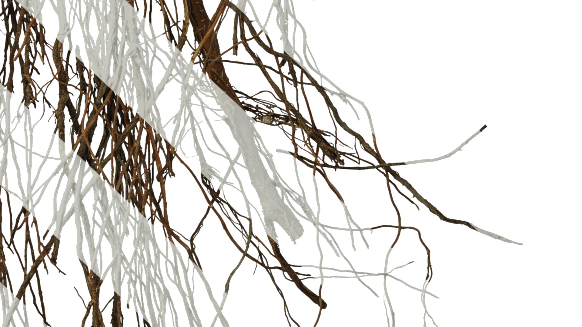 Anydrafts Ficus concinna Root 02 Texture_6