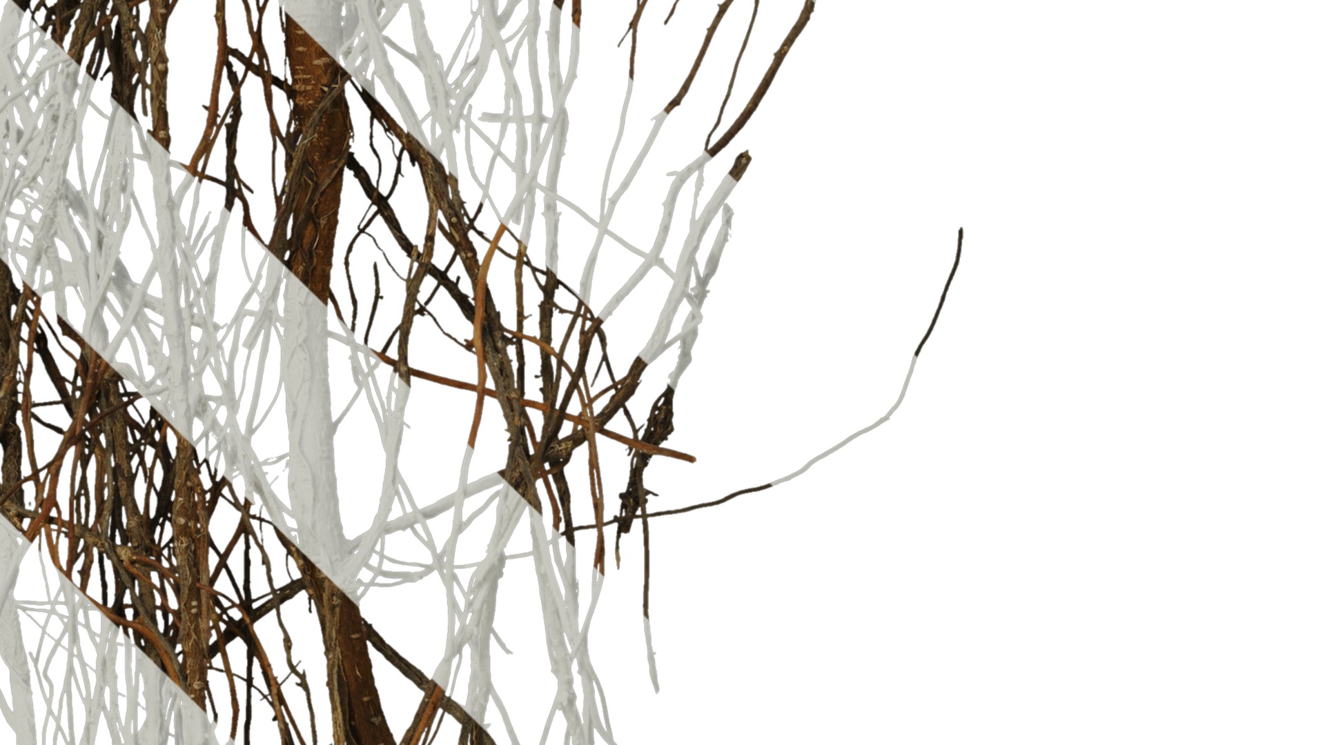 Anydrafts Ficus concinna Root 02 Texture_4