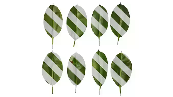 Anydrafts Ficus elastica 02 Leaf 01