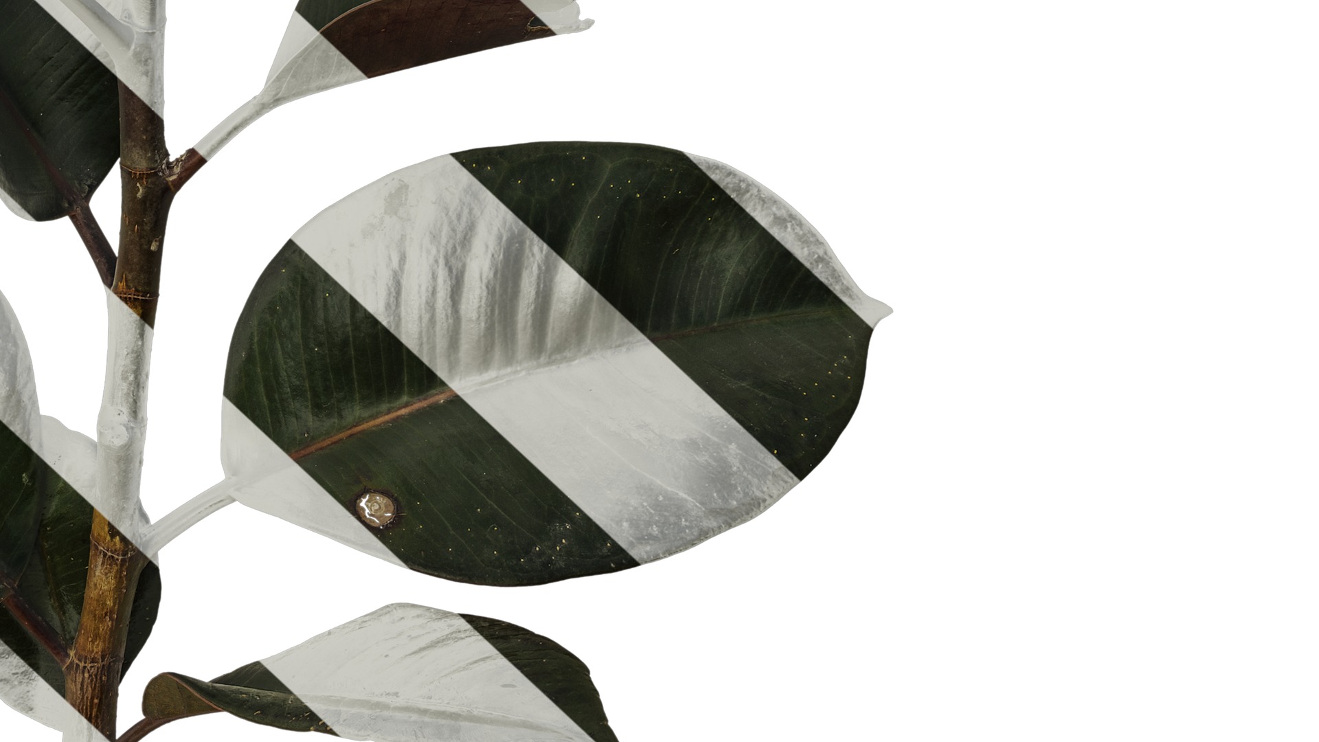 Anydrafts Ficus elastica 01 Atlas 01 Texture_6