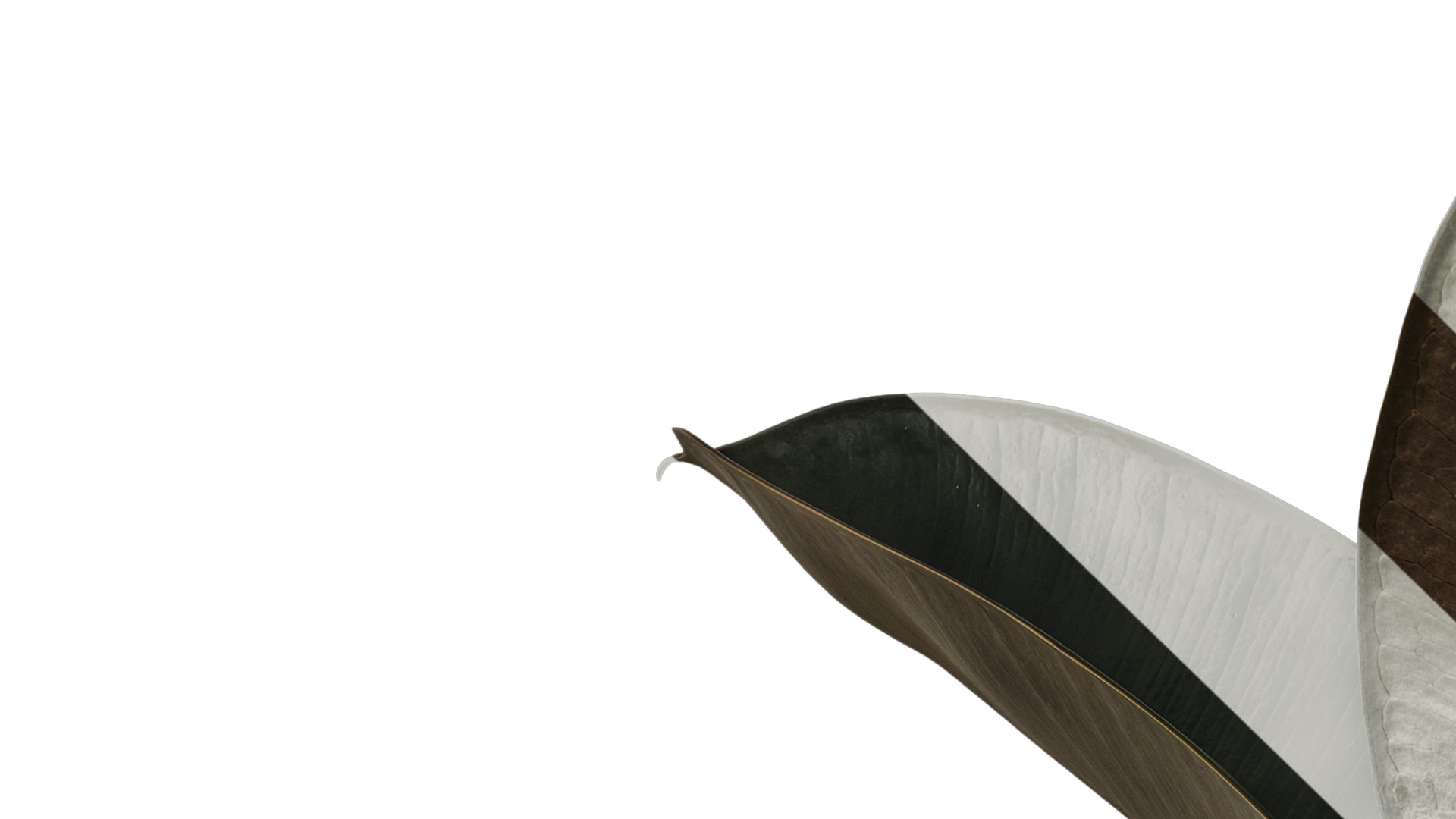 Anydrafts Ficus elastica 01 Atlas 01 Texture_1