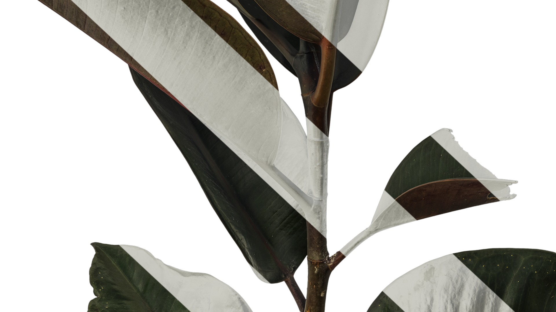 Anydrafts Ficus elastica 01 Atlas 01 Texture_7