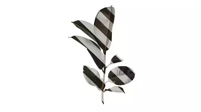 Anydrafts Ficus elastica 01 Atlas 01