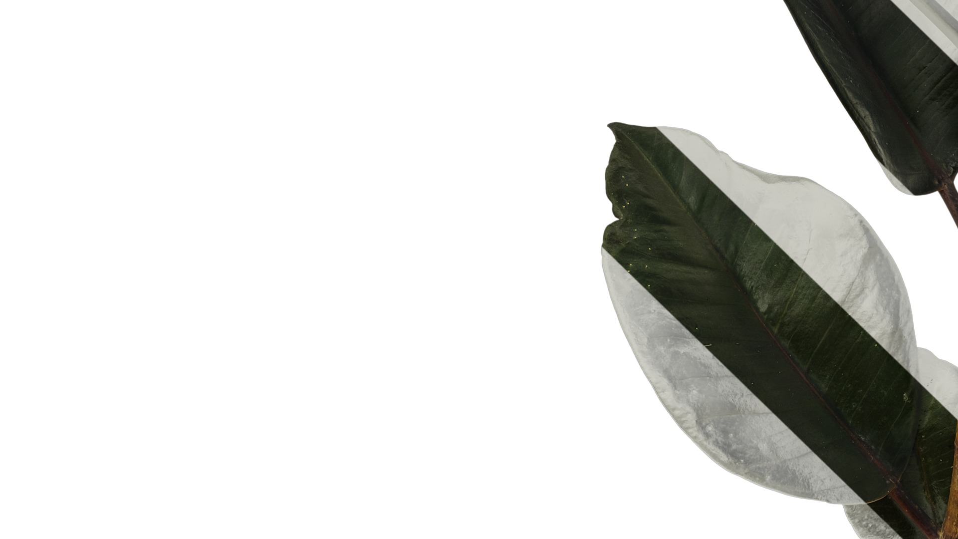 Anydrafts Ficus elastica 01 Atlas 01 Texture_5