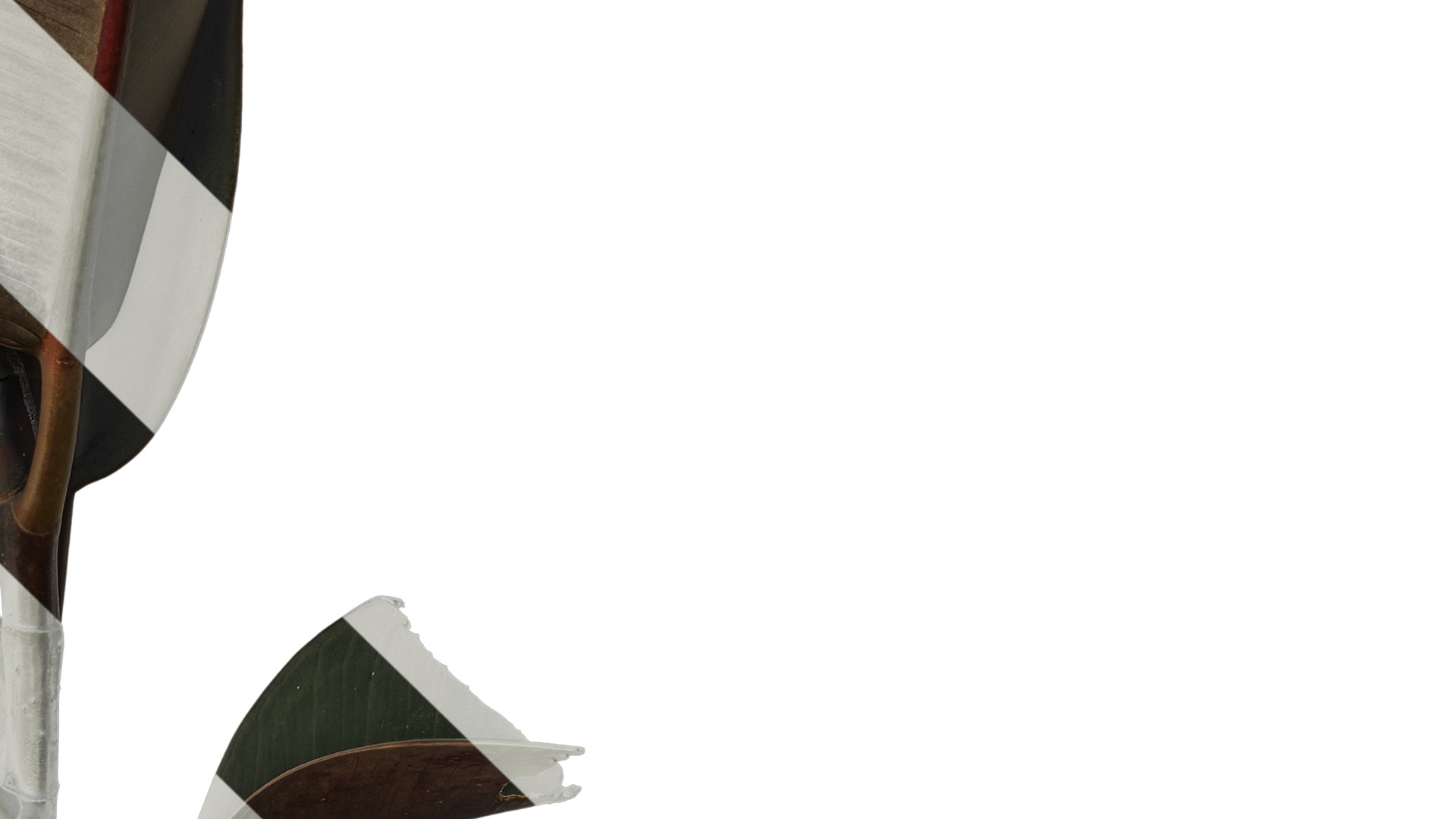 Anydrafts Ficus elastica 01 Atlas 01 Texture_4